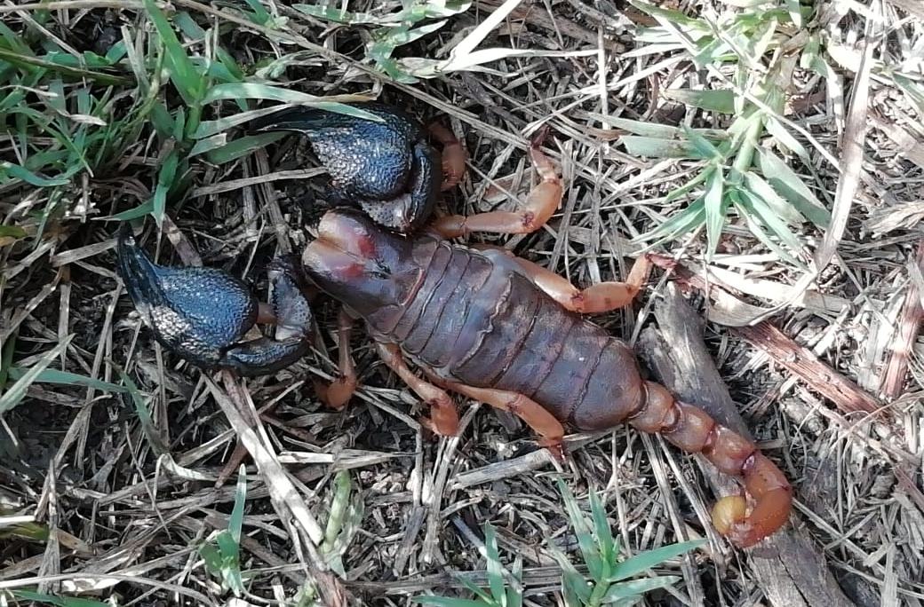 Dome Pools scorpion